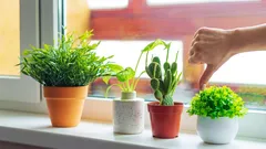 Klassiska blomkrukor är på väg bort: 2026 ersätts de av det mest eleganta och estetiskt tilltalande alternativet.