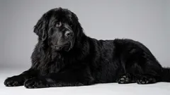 6 lata hundraser för dig som gillar lugn och ro